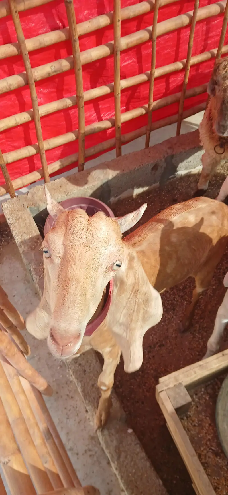 Bakra jori for sale — photo 6