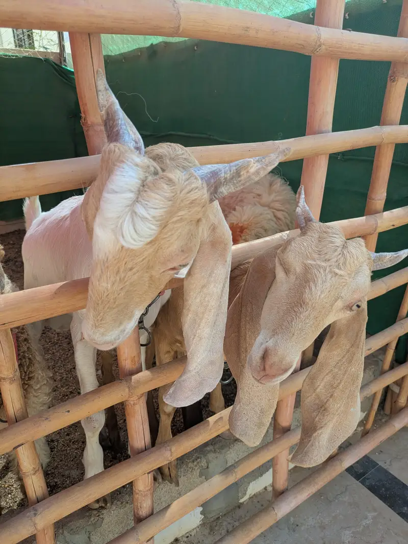 Bakra jori for sale — photo 7