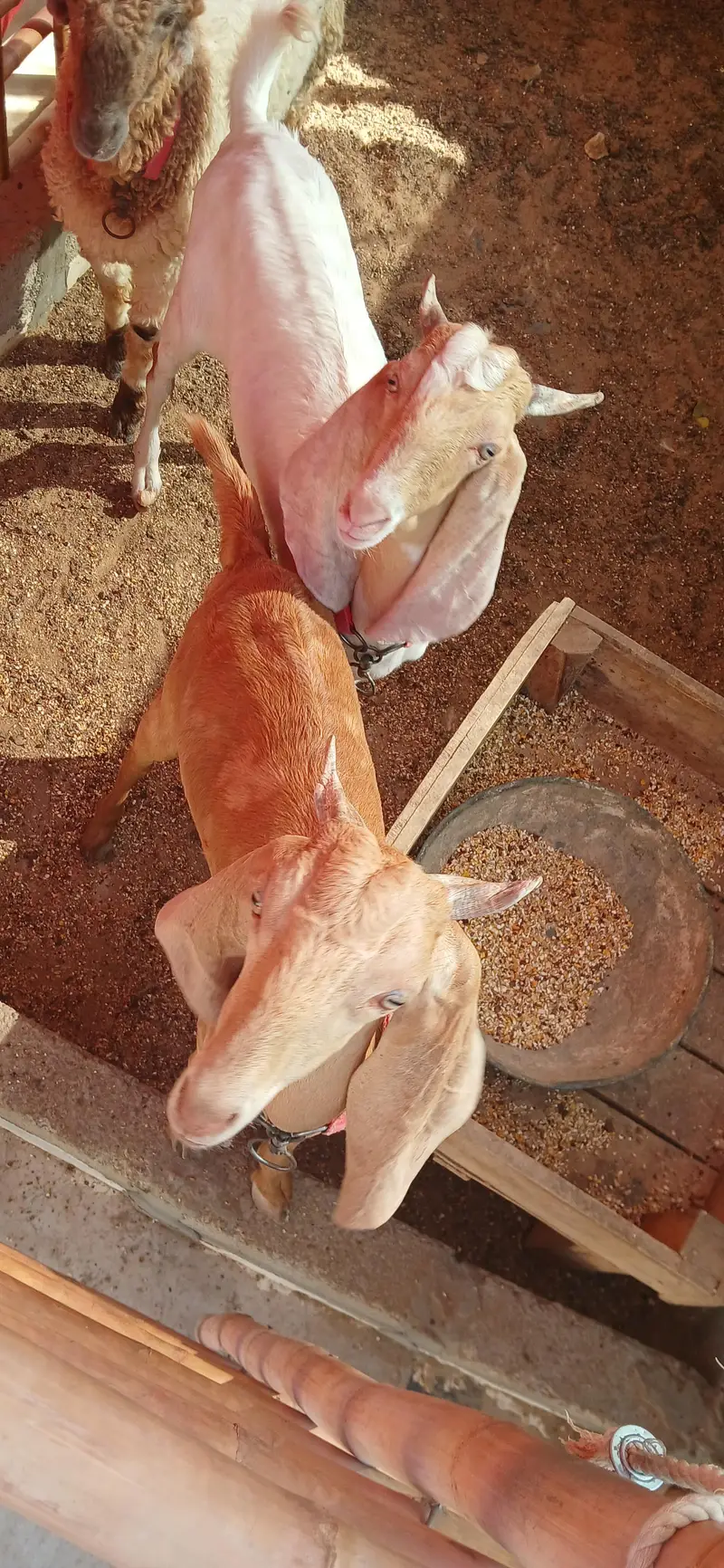Bakra jori for sale — photo 8