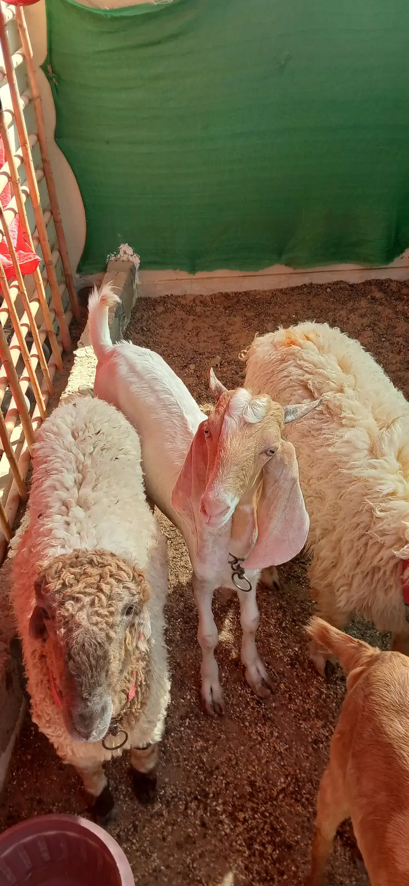 Bakra jori for sale — photo 9