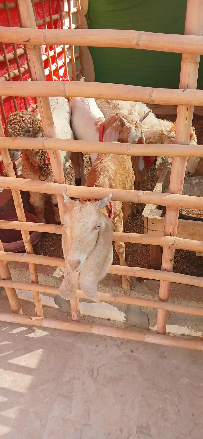 Bakra jori for sale — photo 10