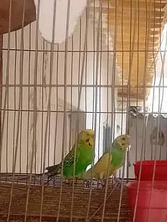 budgies + lutino = breader pairs