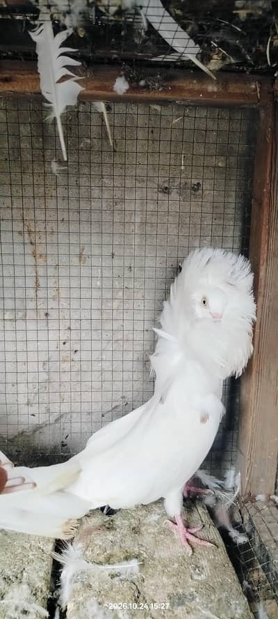 Jacobin pigeon