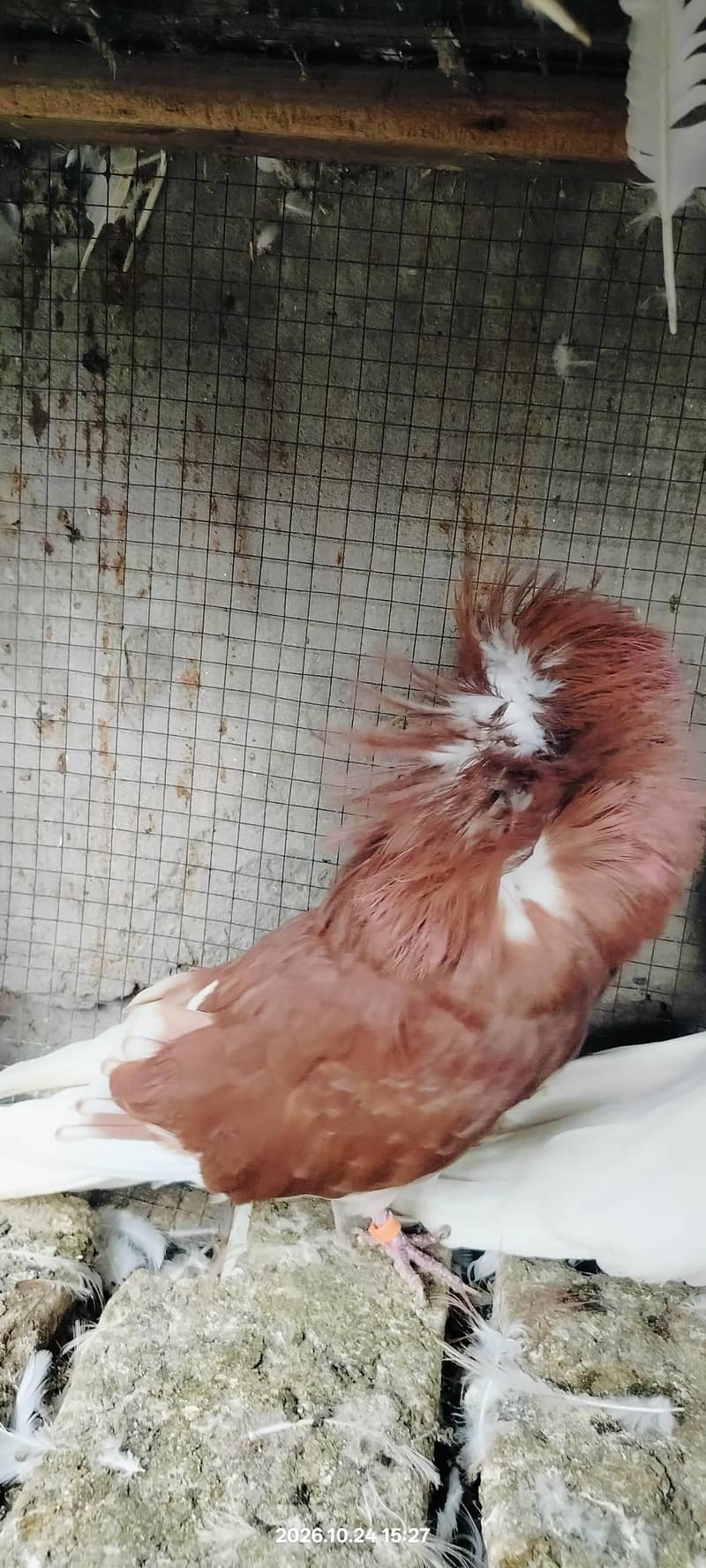 Jacobin pigeon 1