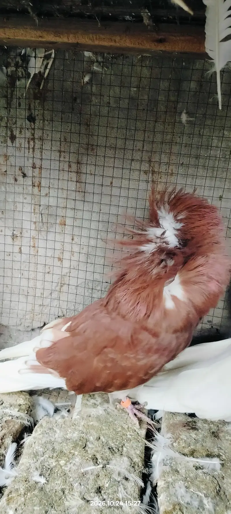 Jacobin pigeon — photo 2