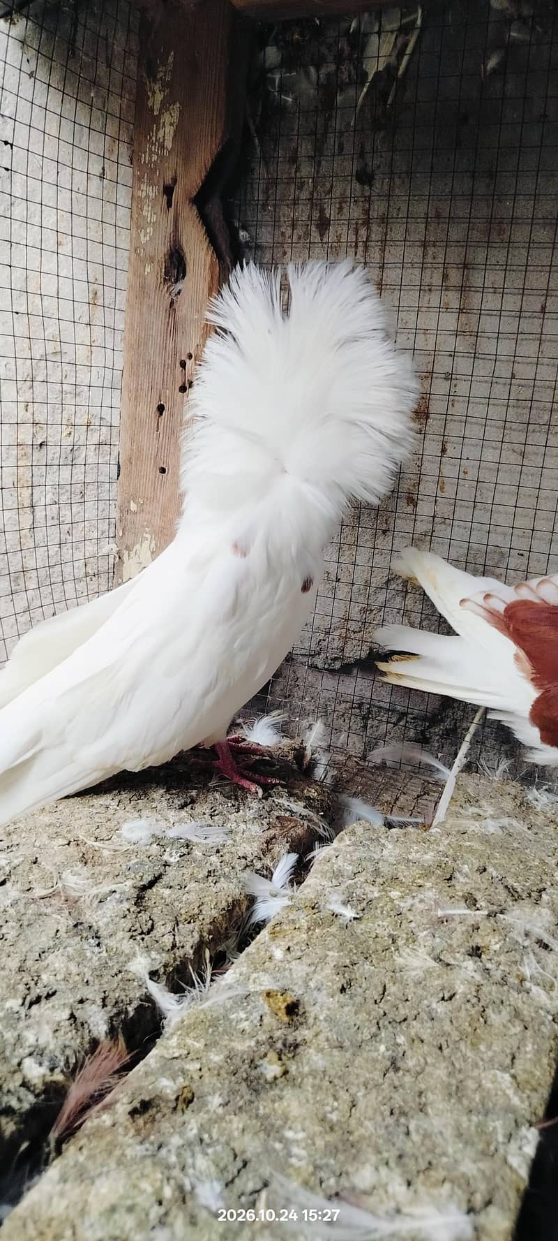 Jacobin pigeon 2