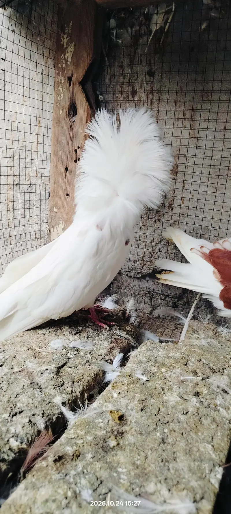 Jacobin pigeon — photo 3