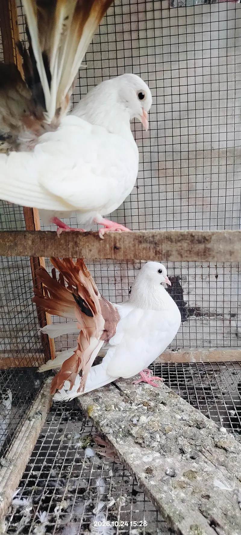 Jacobin pigeon — photo 4