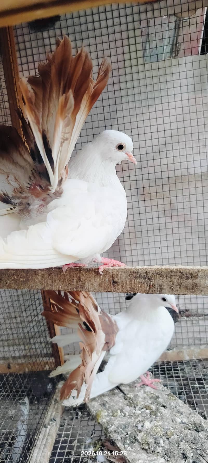 Jacobin pigeon 4