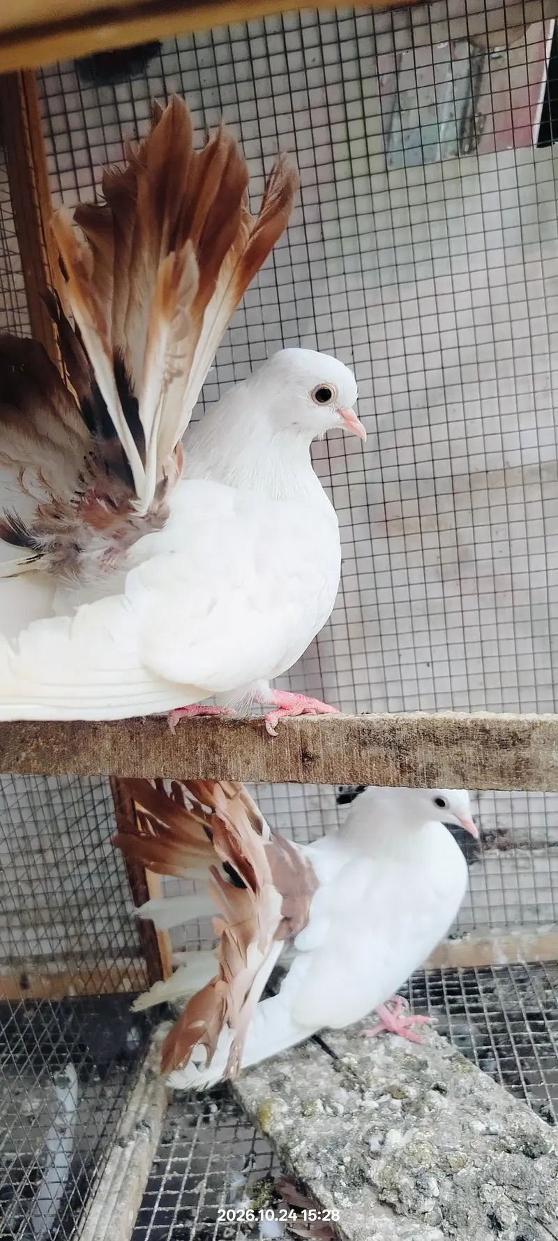 Jacobin pigeon — photo 5