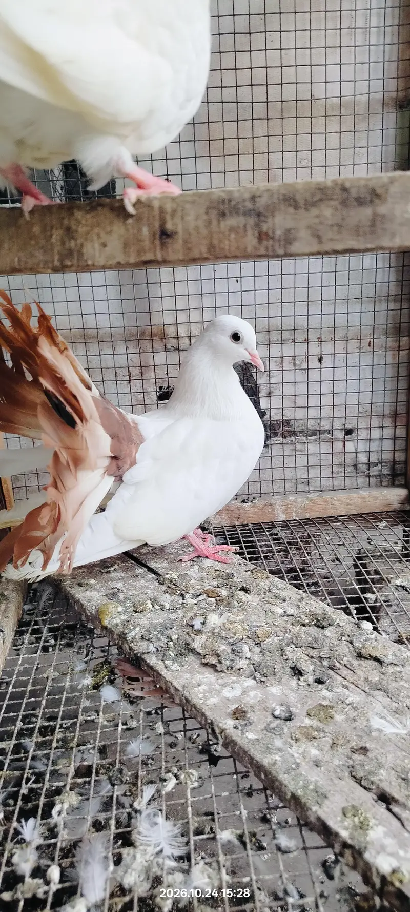 Jacobin pigeon — photo 6