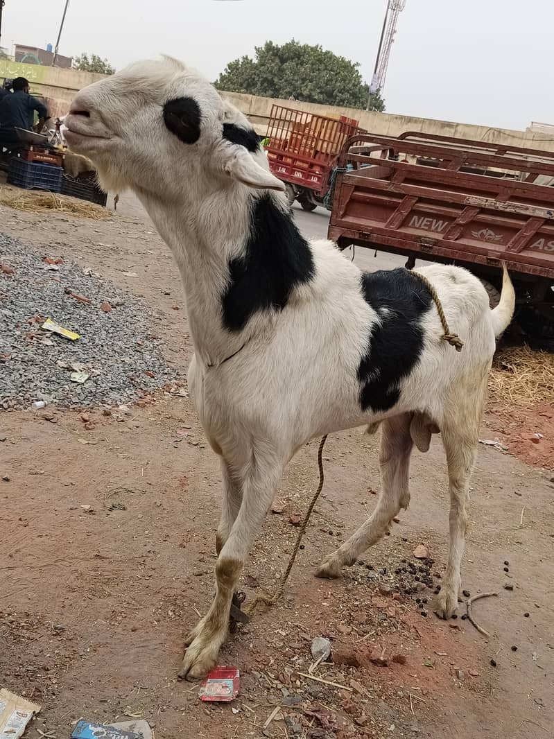 bakra 0