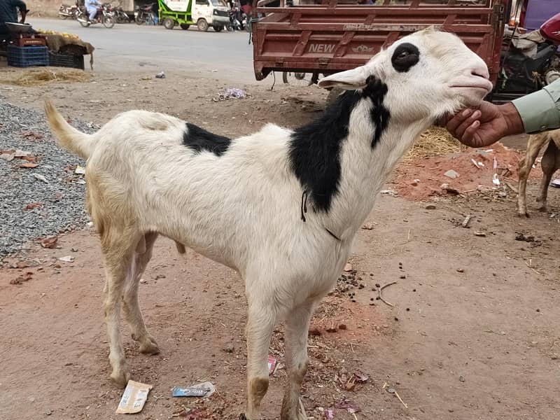 bakra 1
