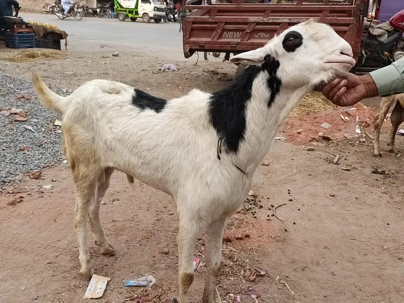 bakra — photo 2