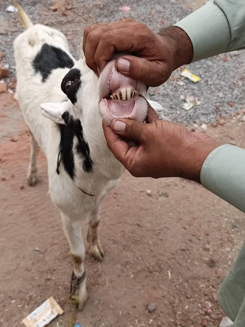 bakra 2