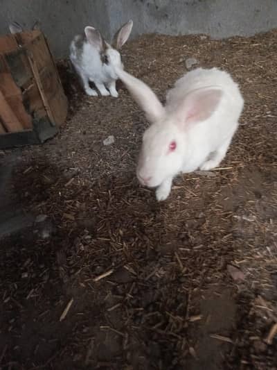 Rabbit
