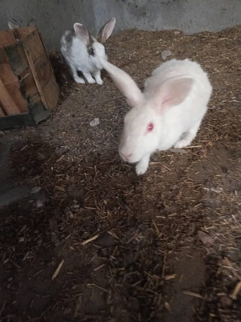 Rabbit 0