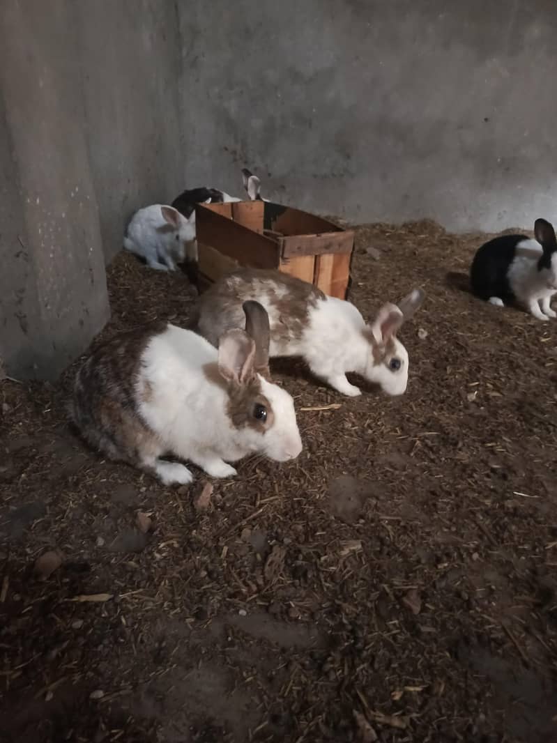 Rabbit 1
