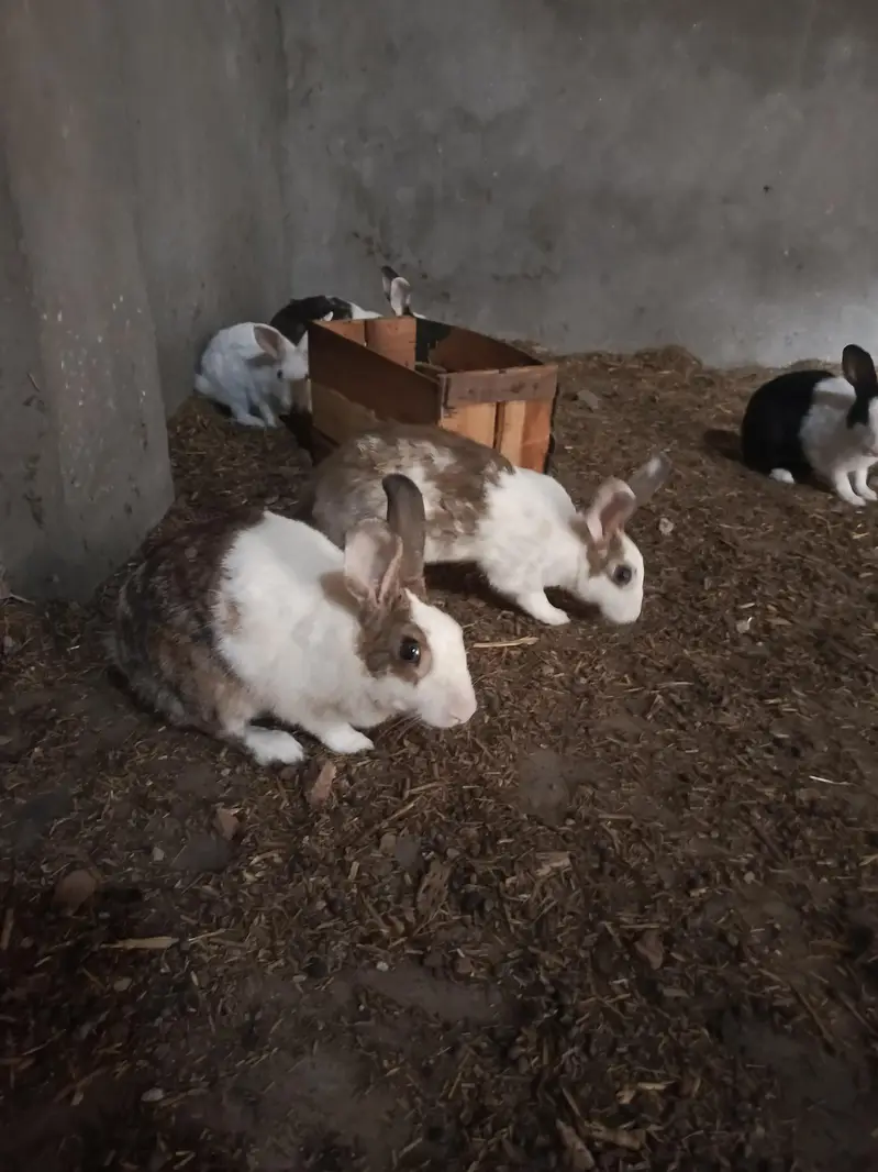 Rabbit — photo 2