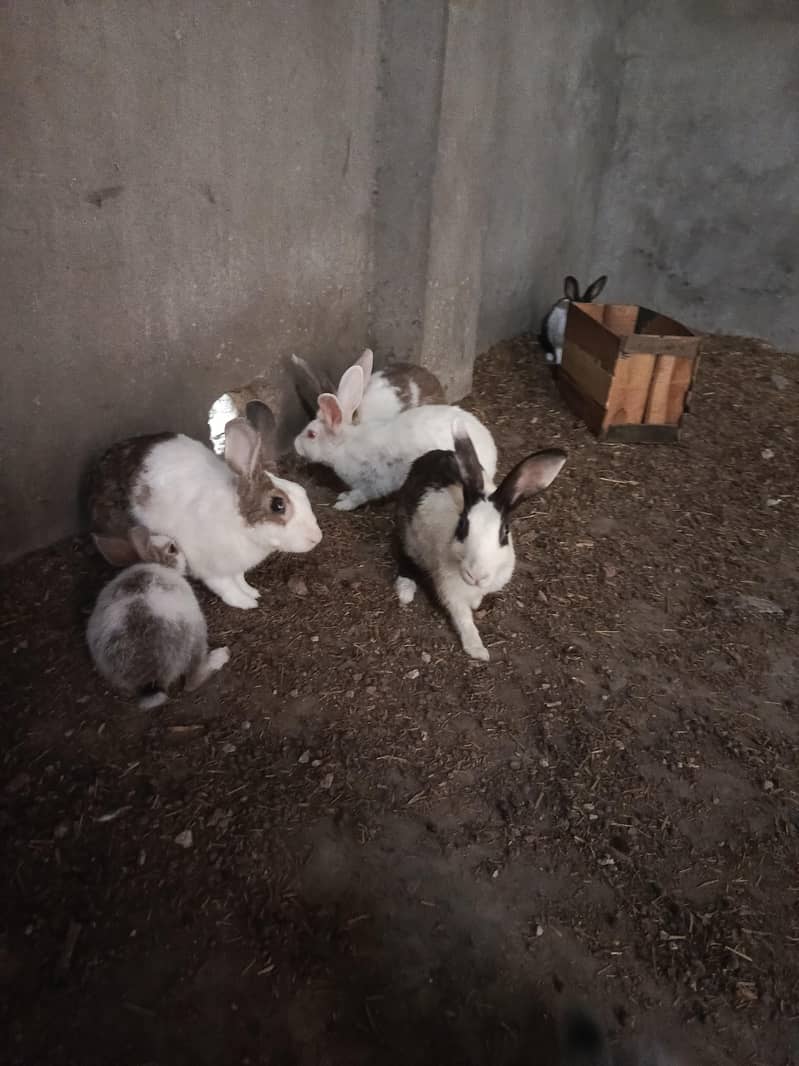 Rabbit 2