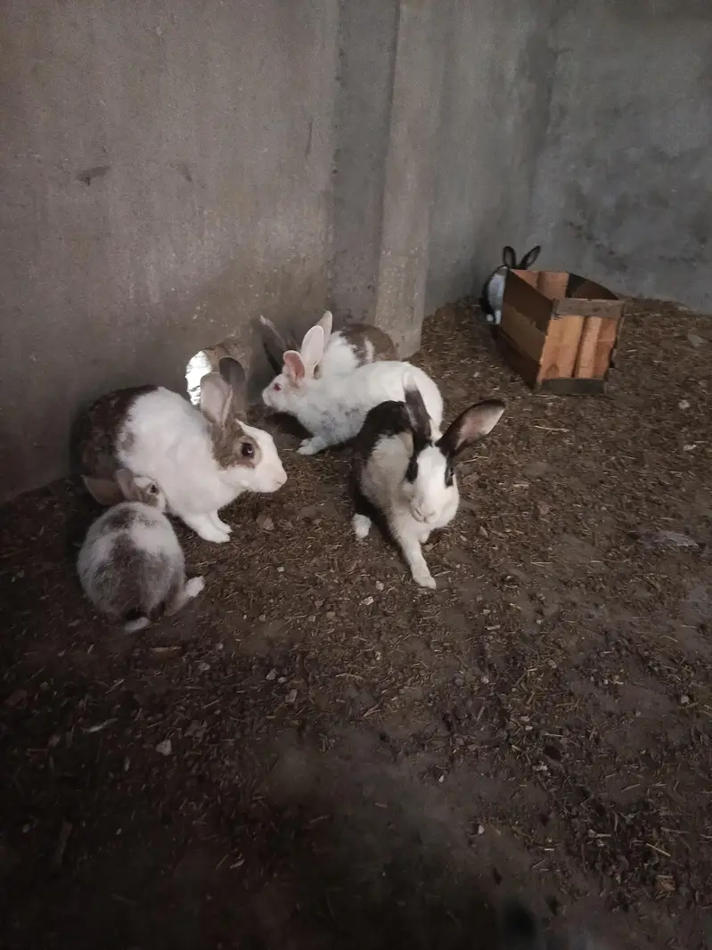 Rabbit — photo 3