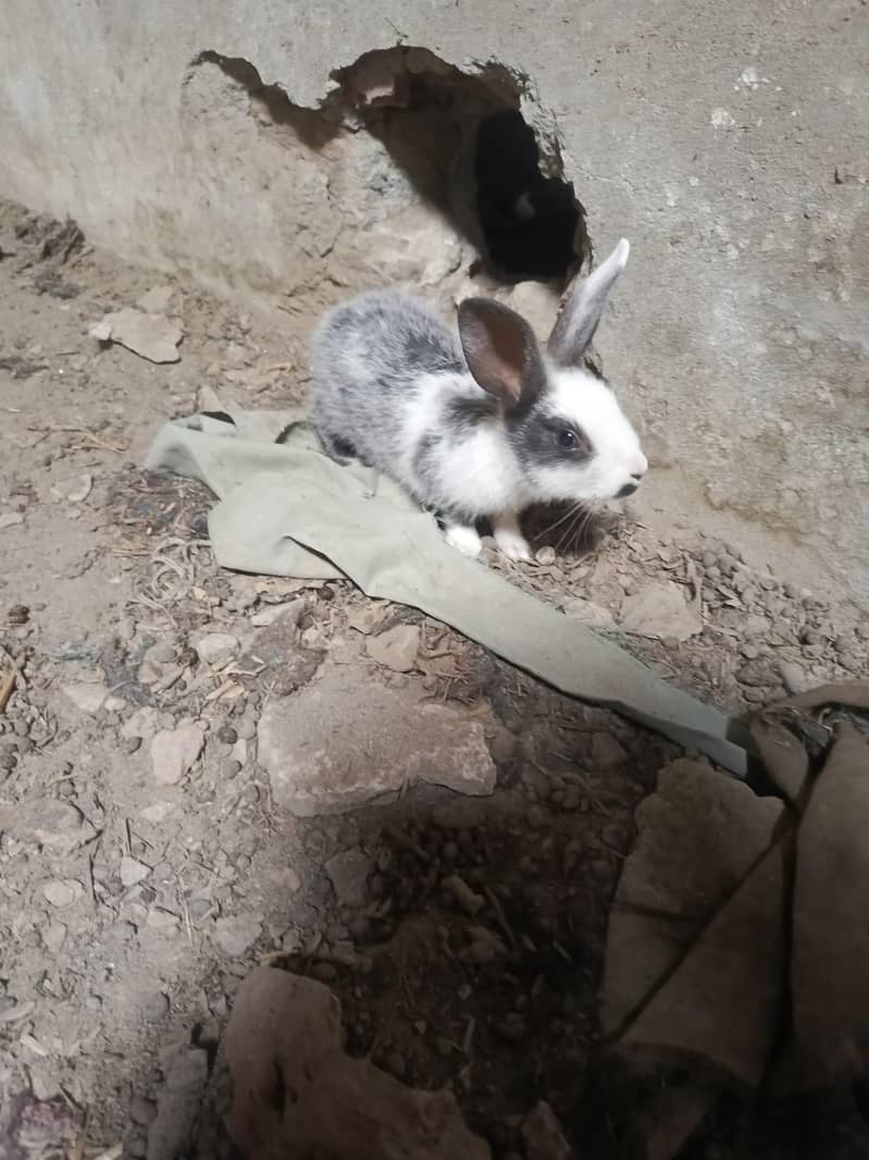 Rabbit 3