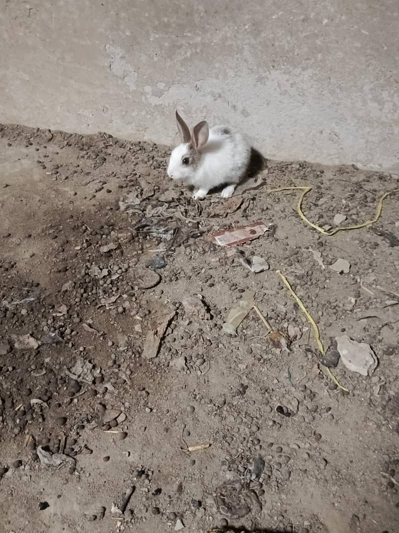 Rabbit 4