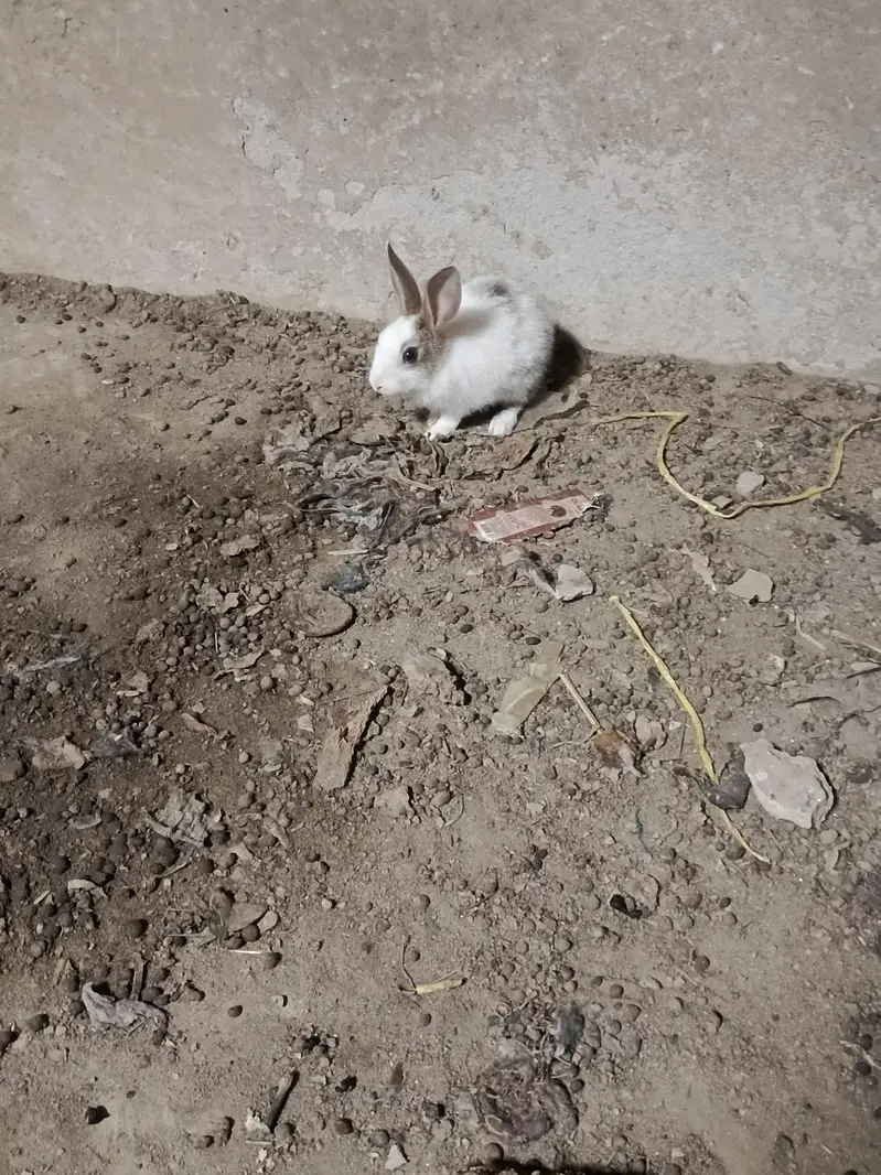 Rabbit — photo 5
