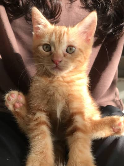 Cats for sale
