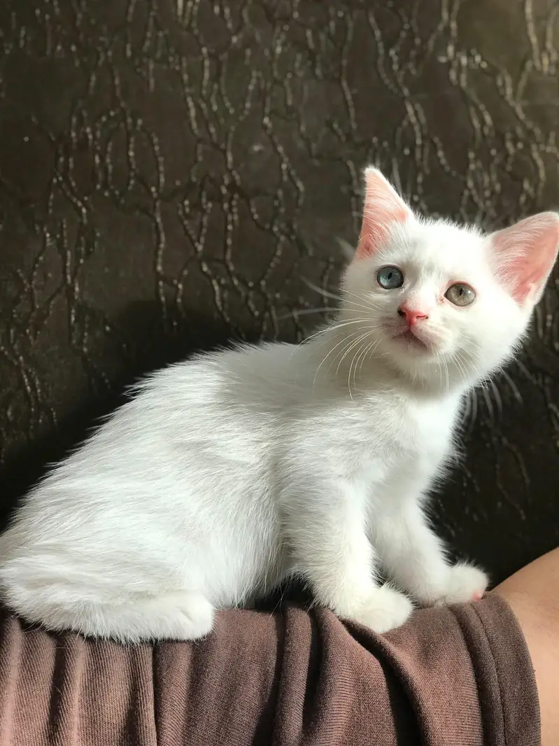 Cats for sale — photo 2