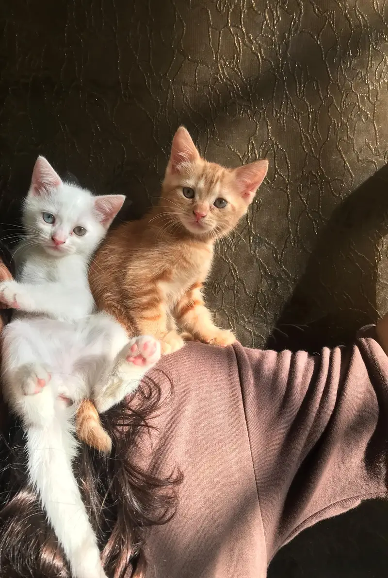 Cats for sale — photo 3