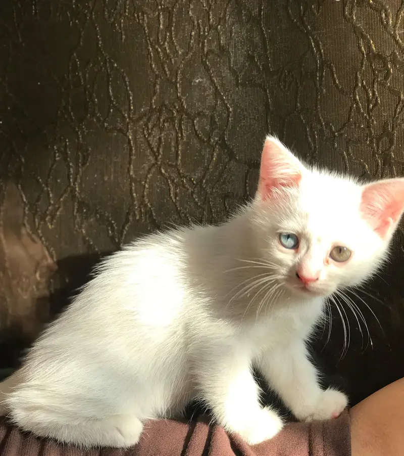 Cats for sale — photo 4