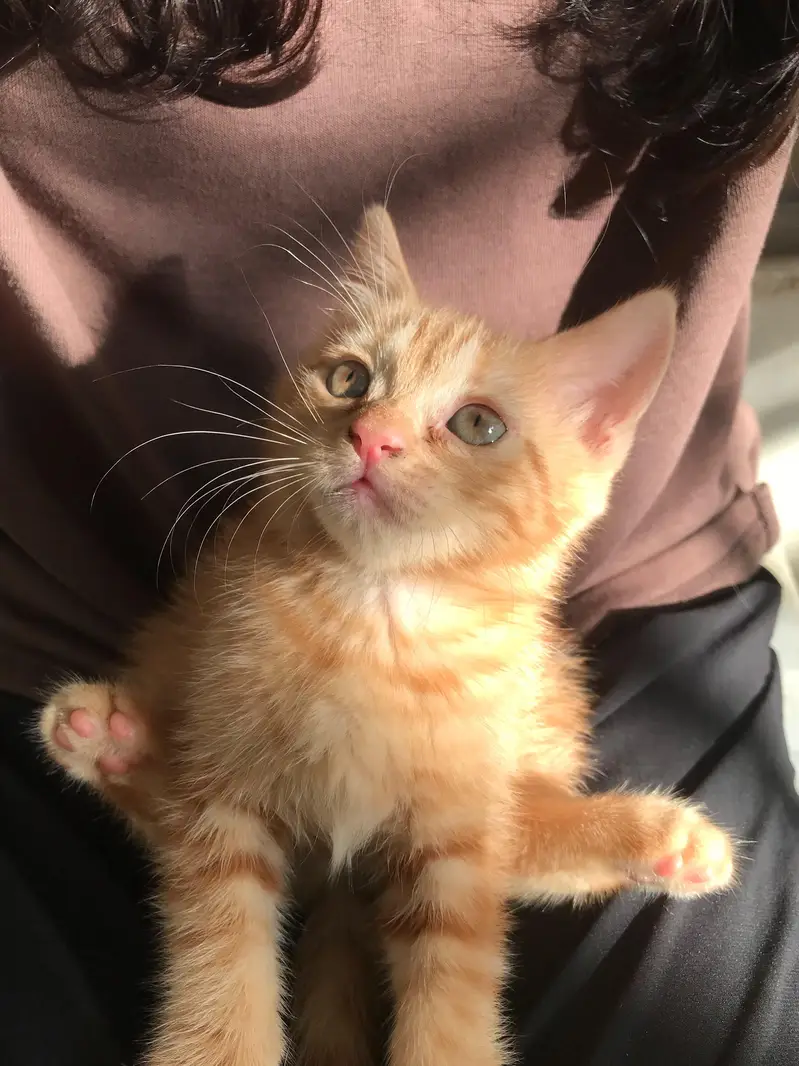 Cats for sale — photo 5