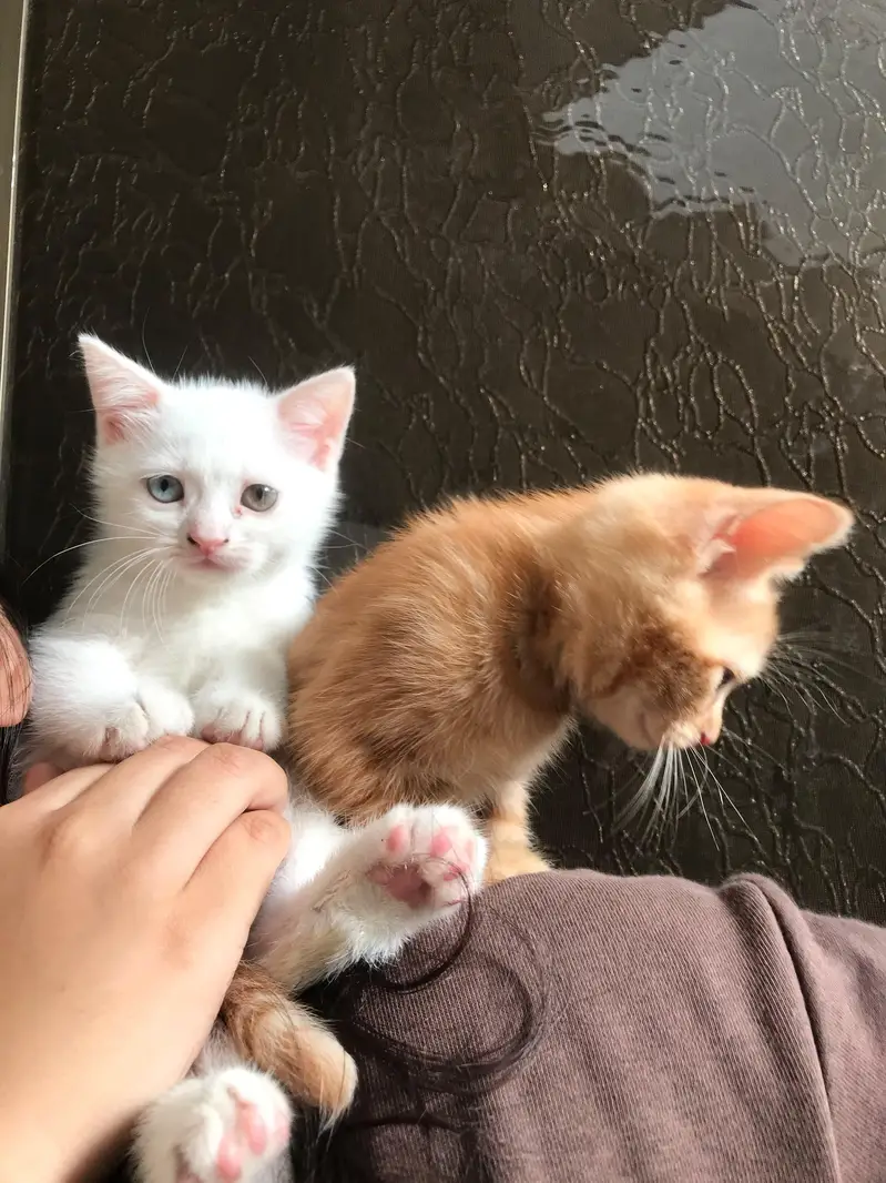 Cats for sale — photo 8