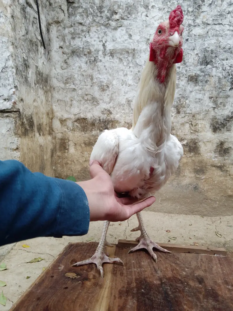 Aseel hera — photo 2