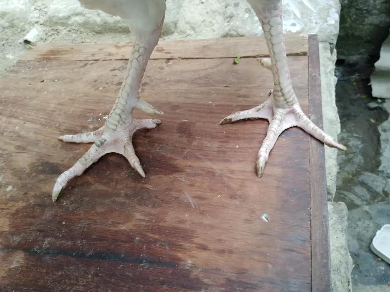 Aseel hera — photo 3