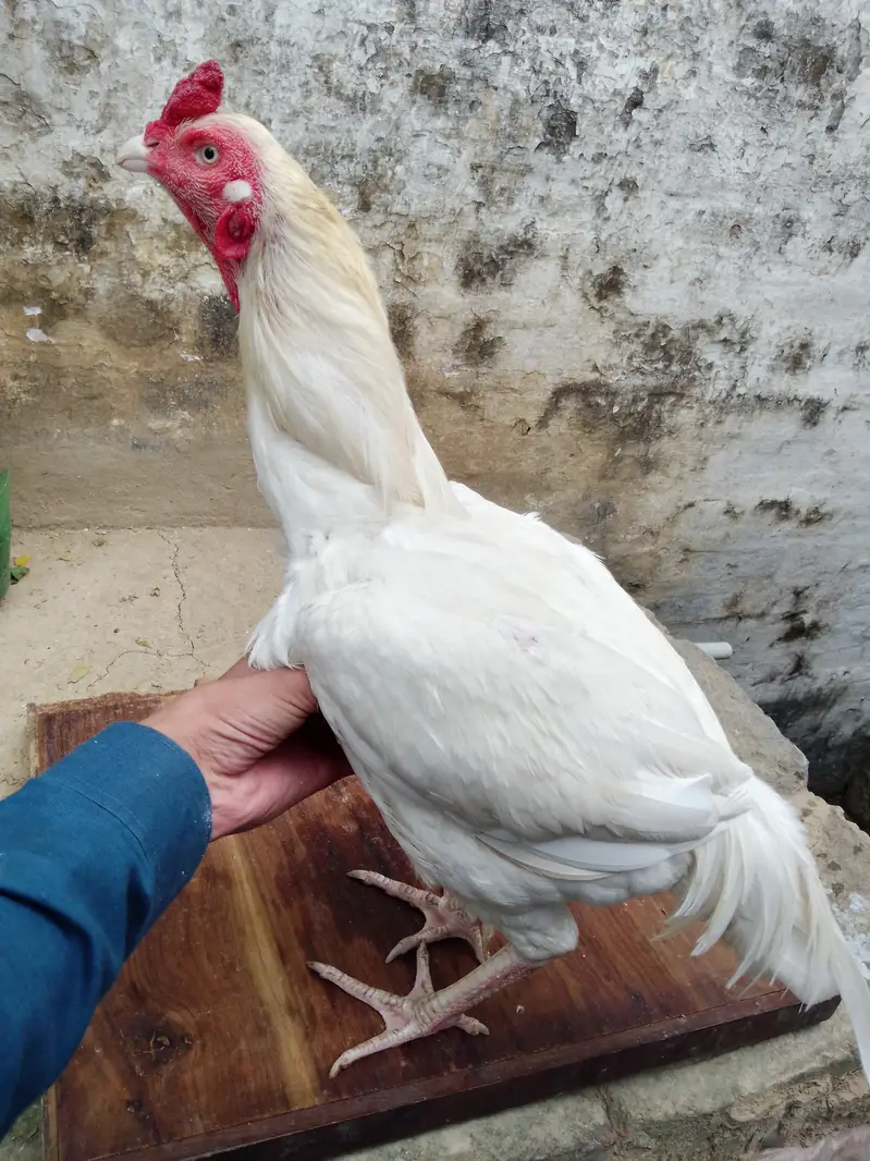 Aseel hera — photo 4