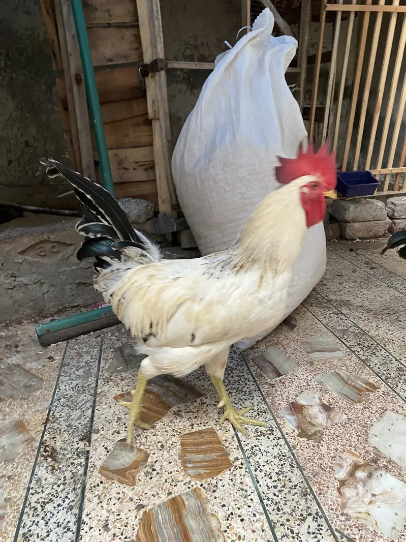 Murga for sale — photo 2