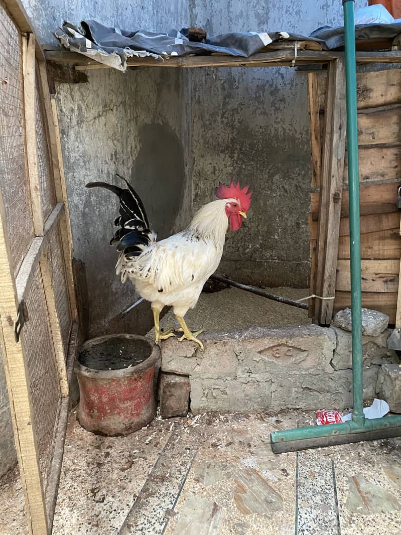 Murga for sale 3