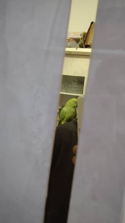 green ringneck