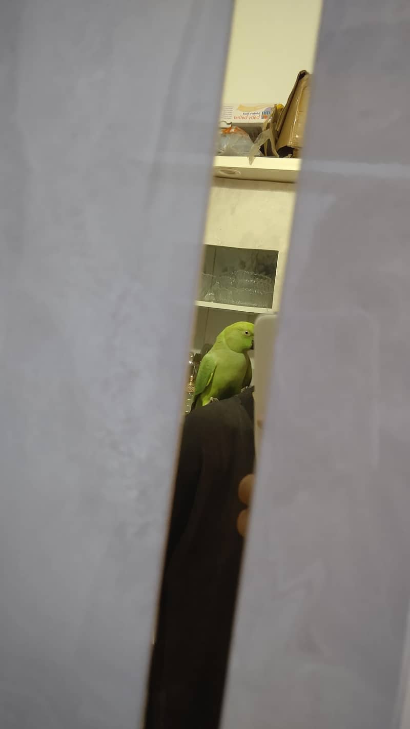 green ringneck 0