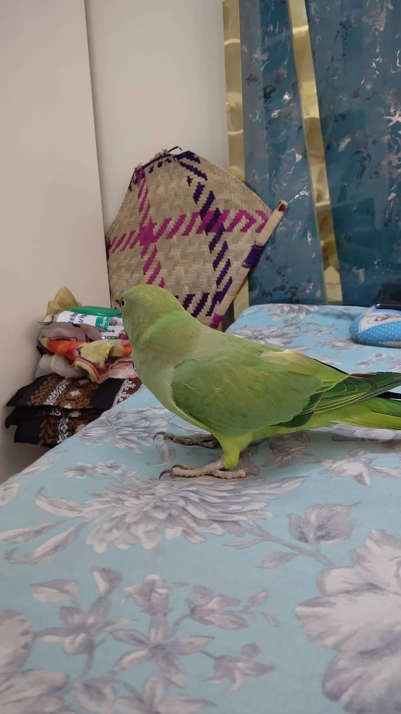green ringneck 1