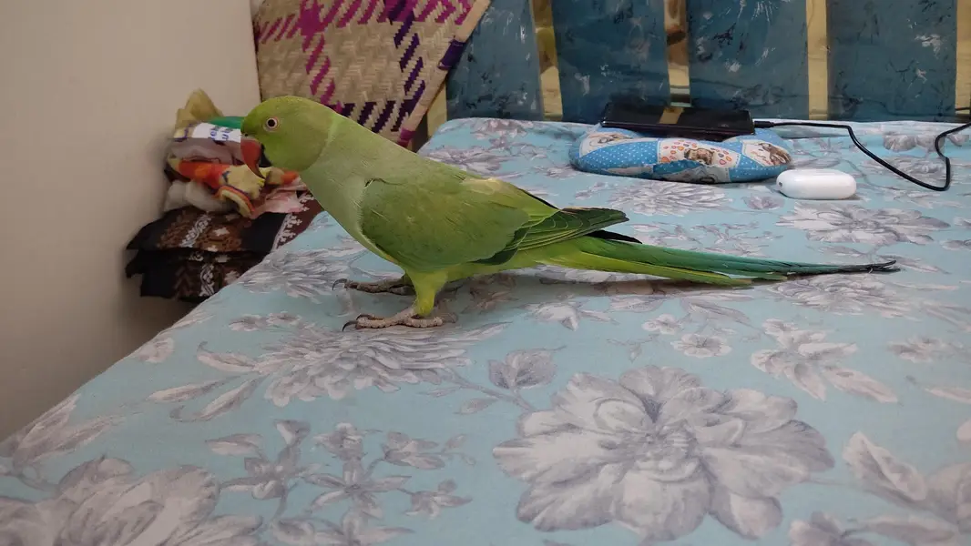 green ringneck — photo 3