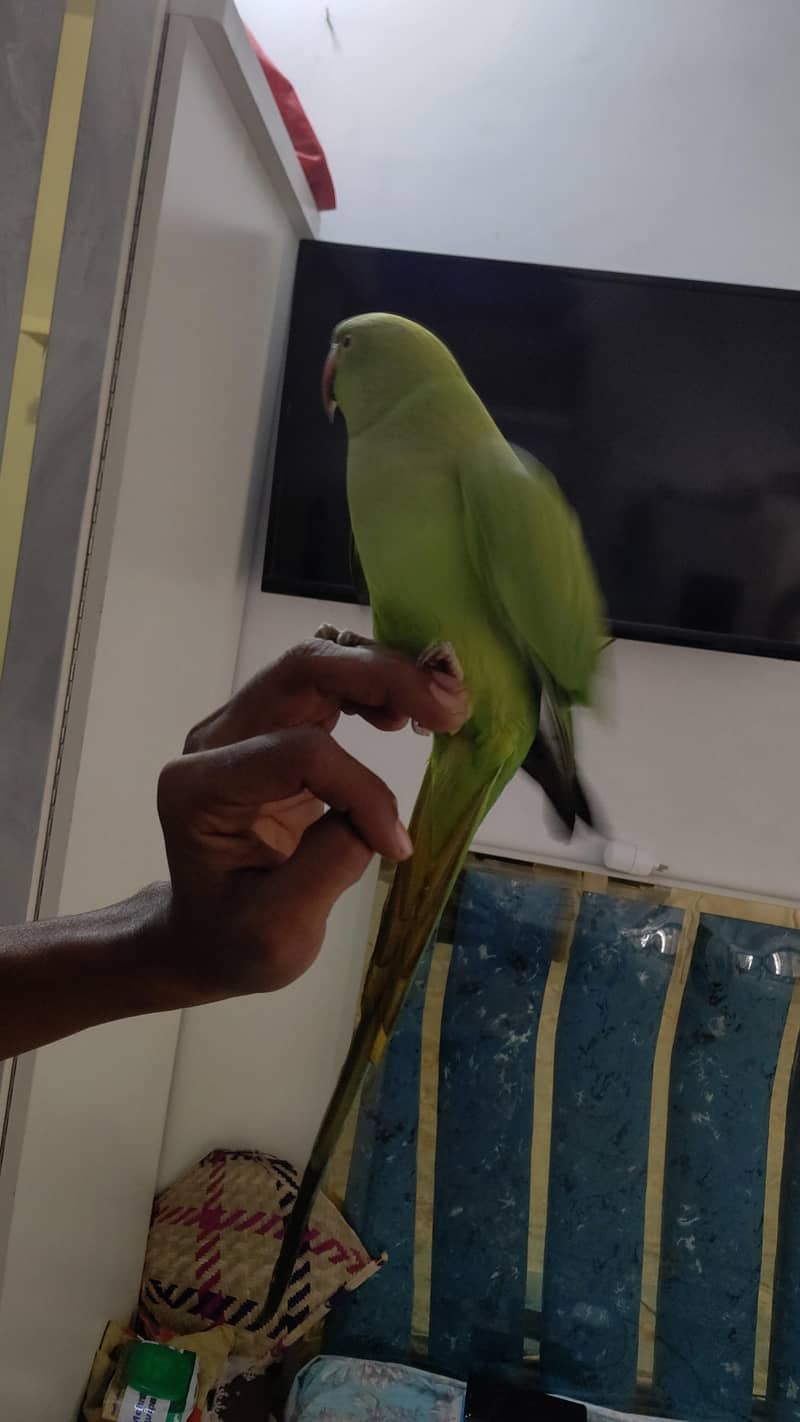 green ringneck 3