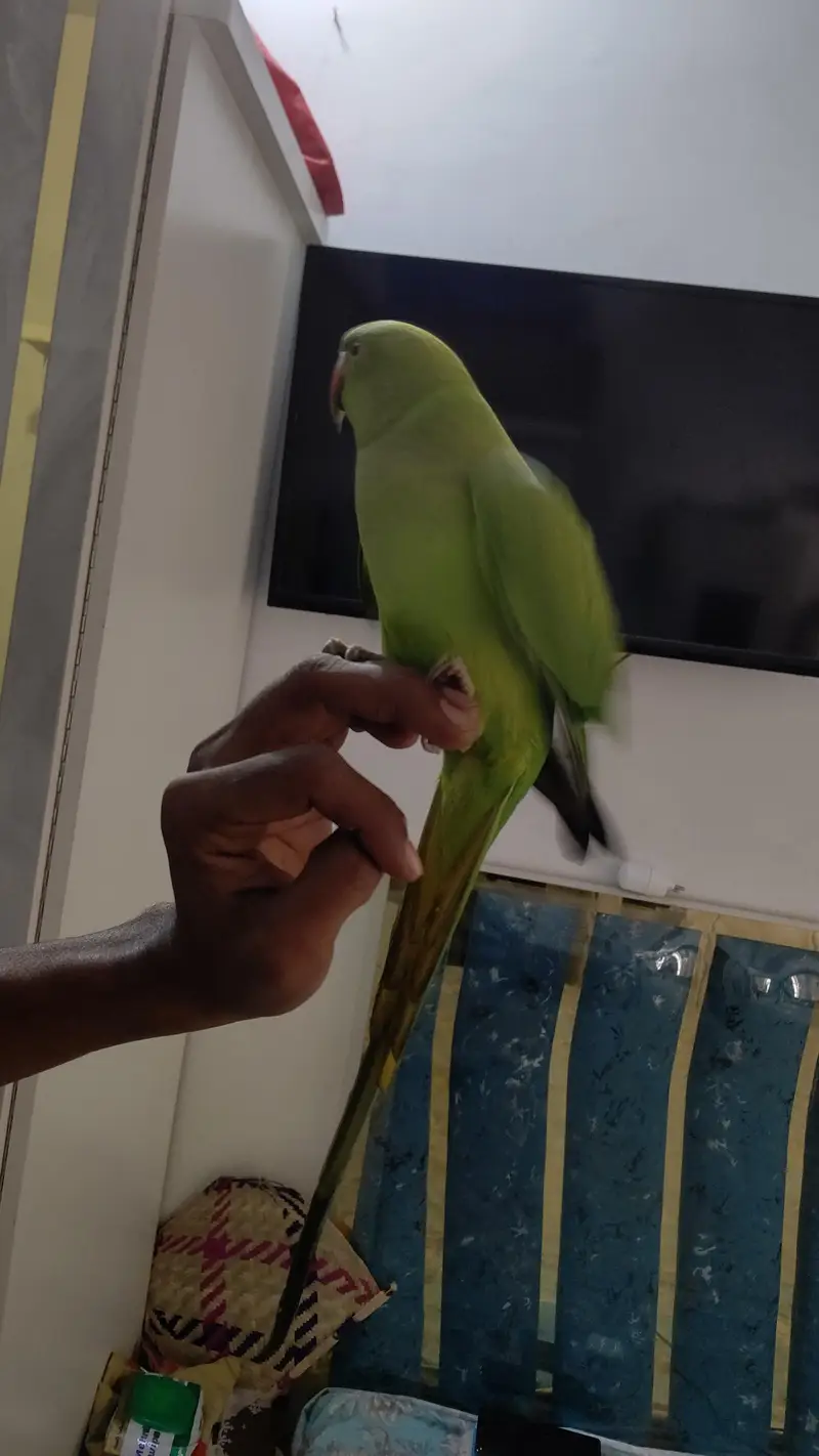 green ringneck — photo 4