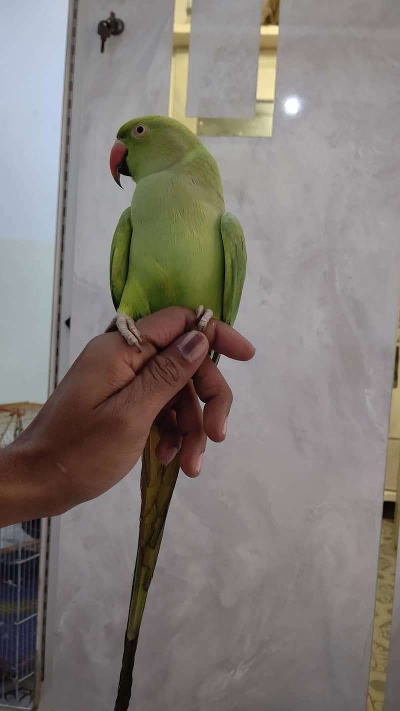 green ringneck 4