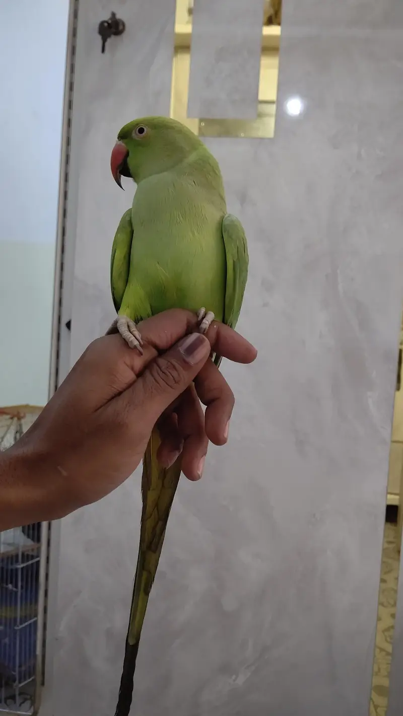 green ringneck — photo 5
