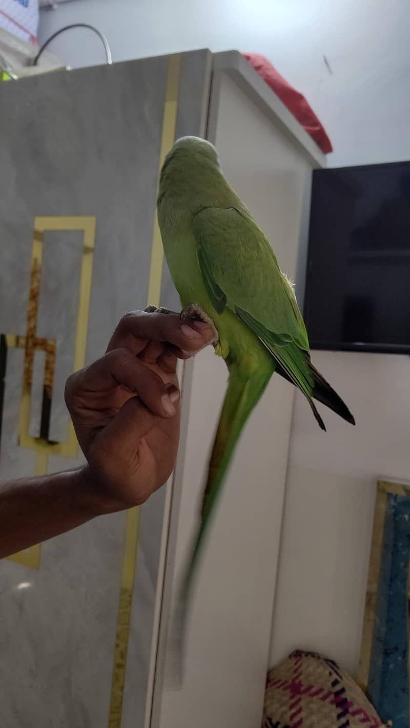 green ringneck 5