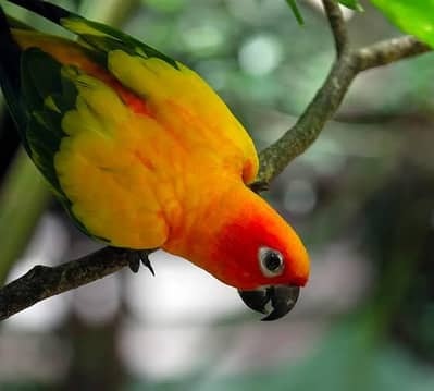 Sun conure MALE