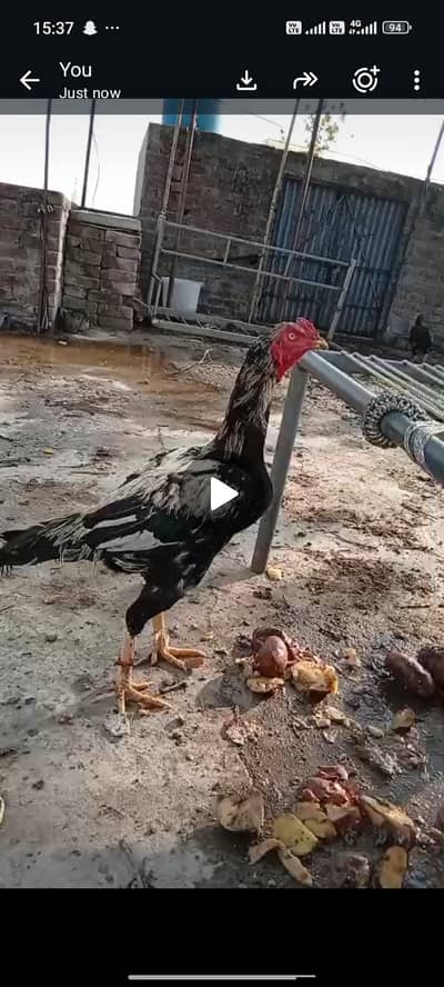 jawa thai + walati + parmoz wala corss ma ha